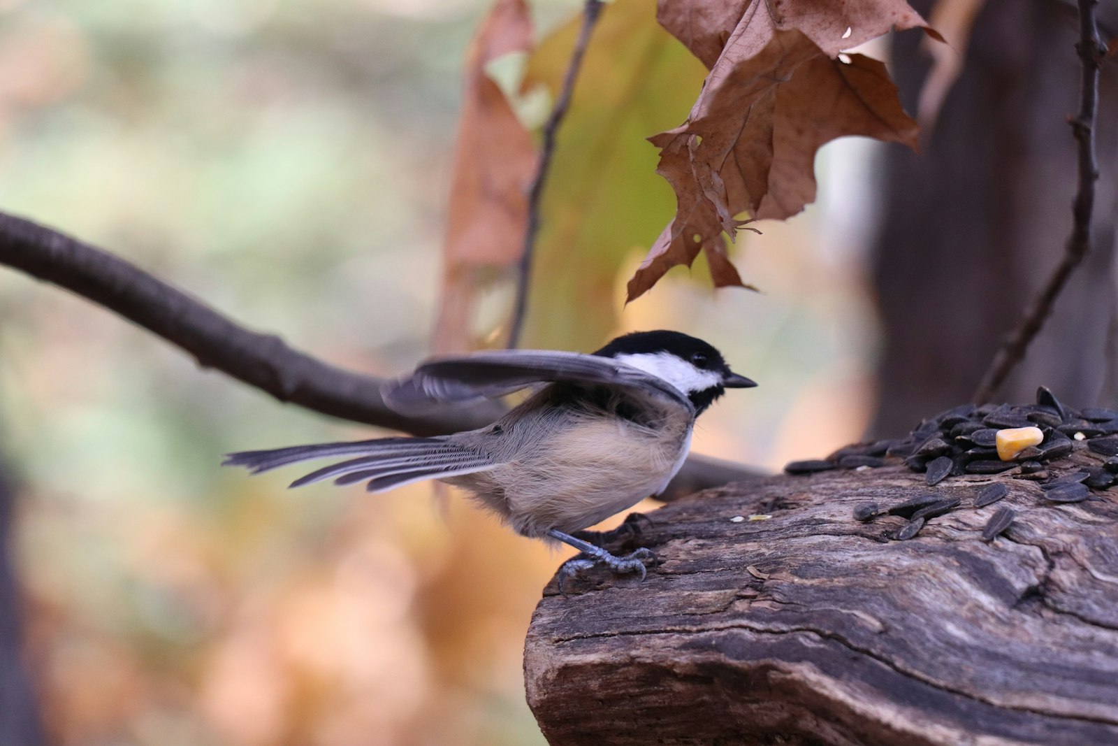 A small bird perches on a log with seeds.