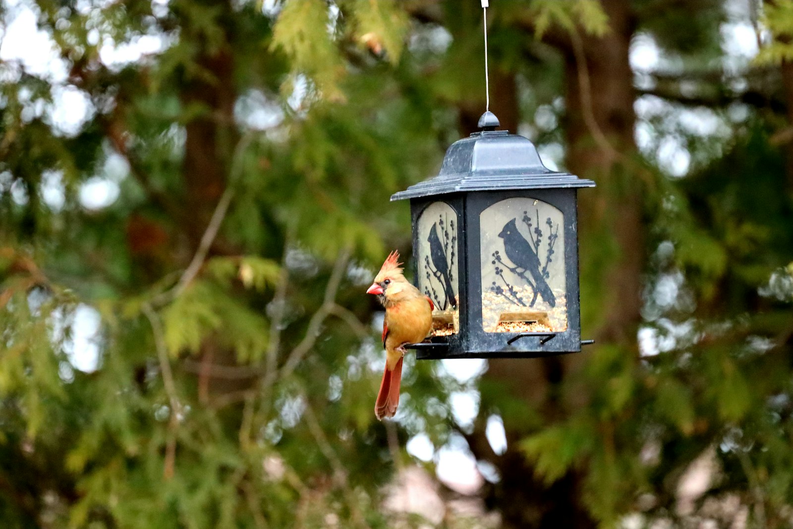 Cardinal perched on a bird feeder
