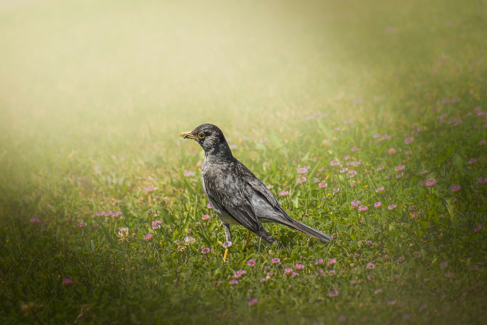 A bird stands in a grassy field with small flowers.