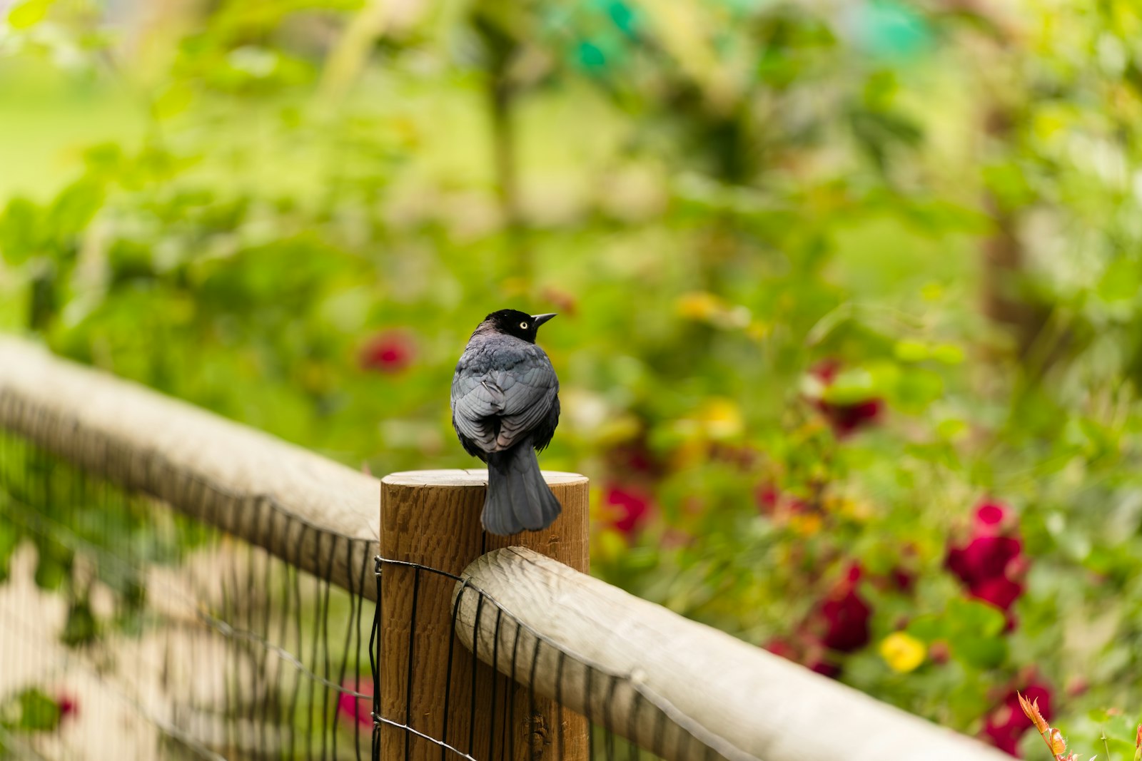 A small dark bird perched on a wooden fence.