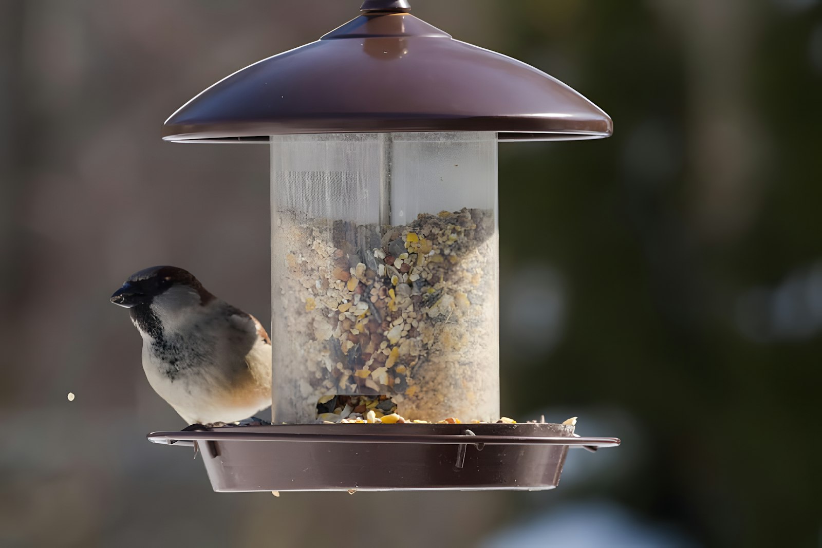 A bird that is sitting on a bird feeder