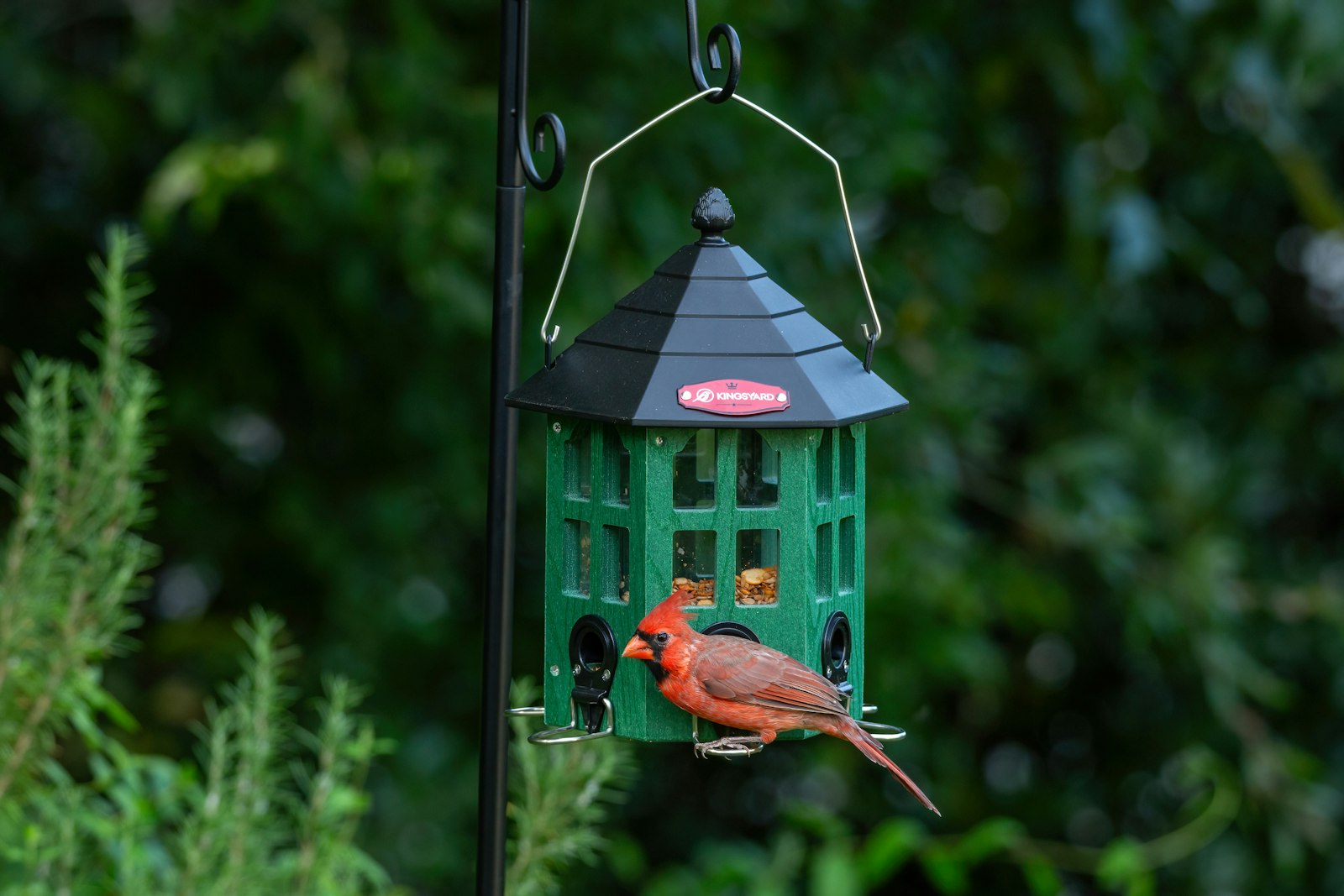 A cardinal eats from a green bird feeder.