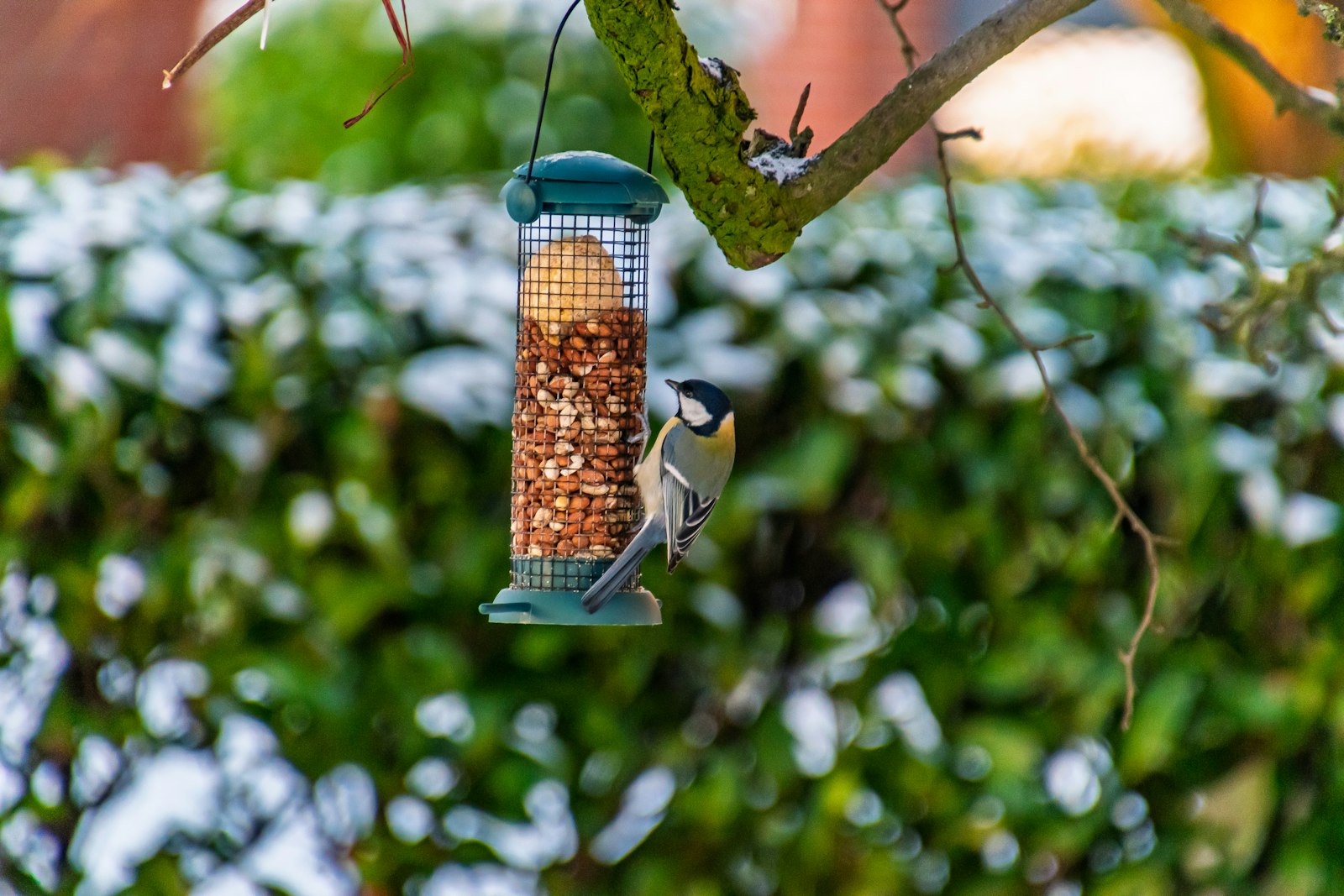 A great tit feeds from a peanut feeder in winter.
