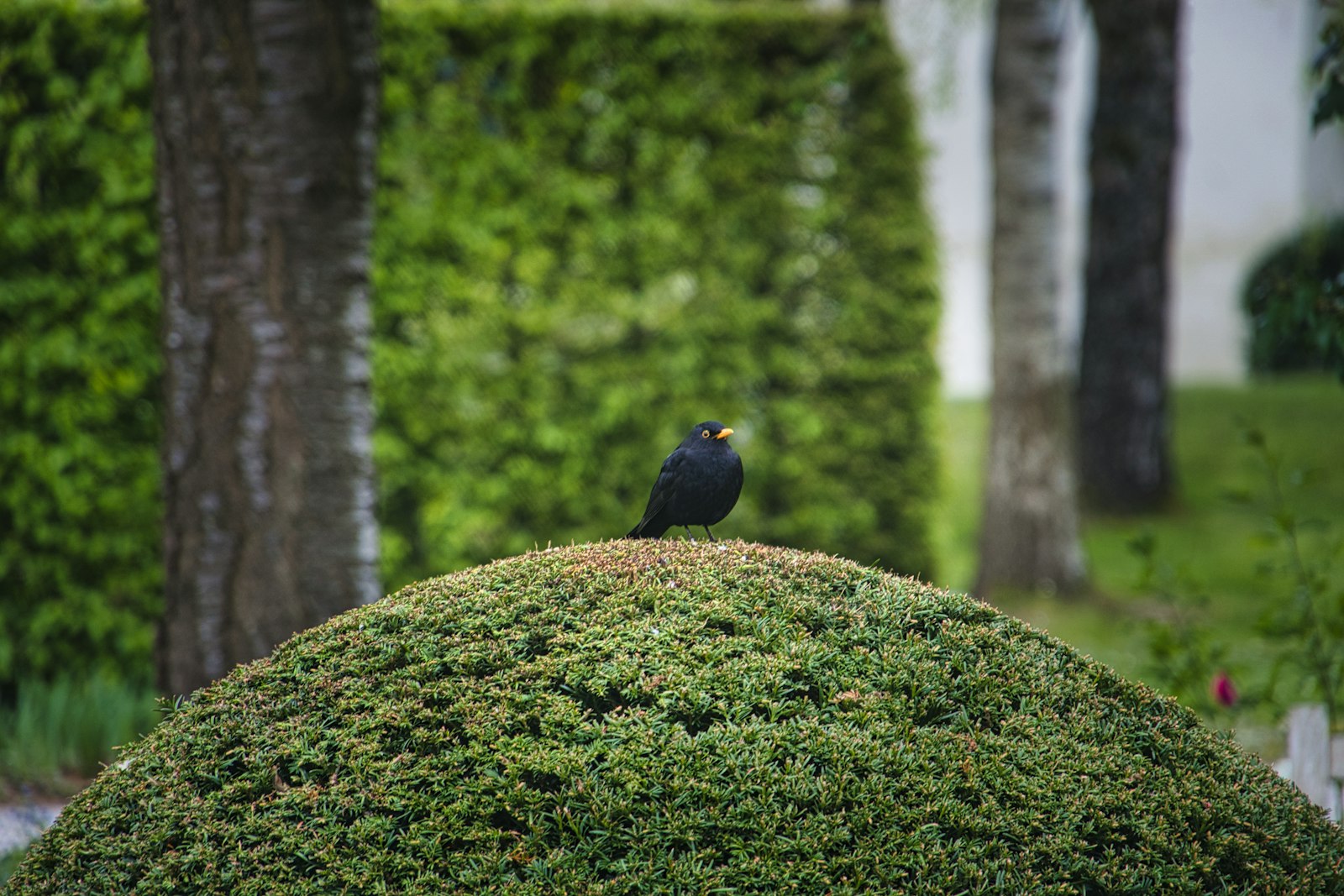 A blackbird perched on a rounded green bush.