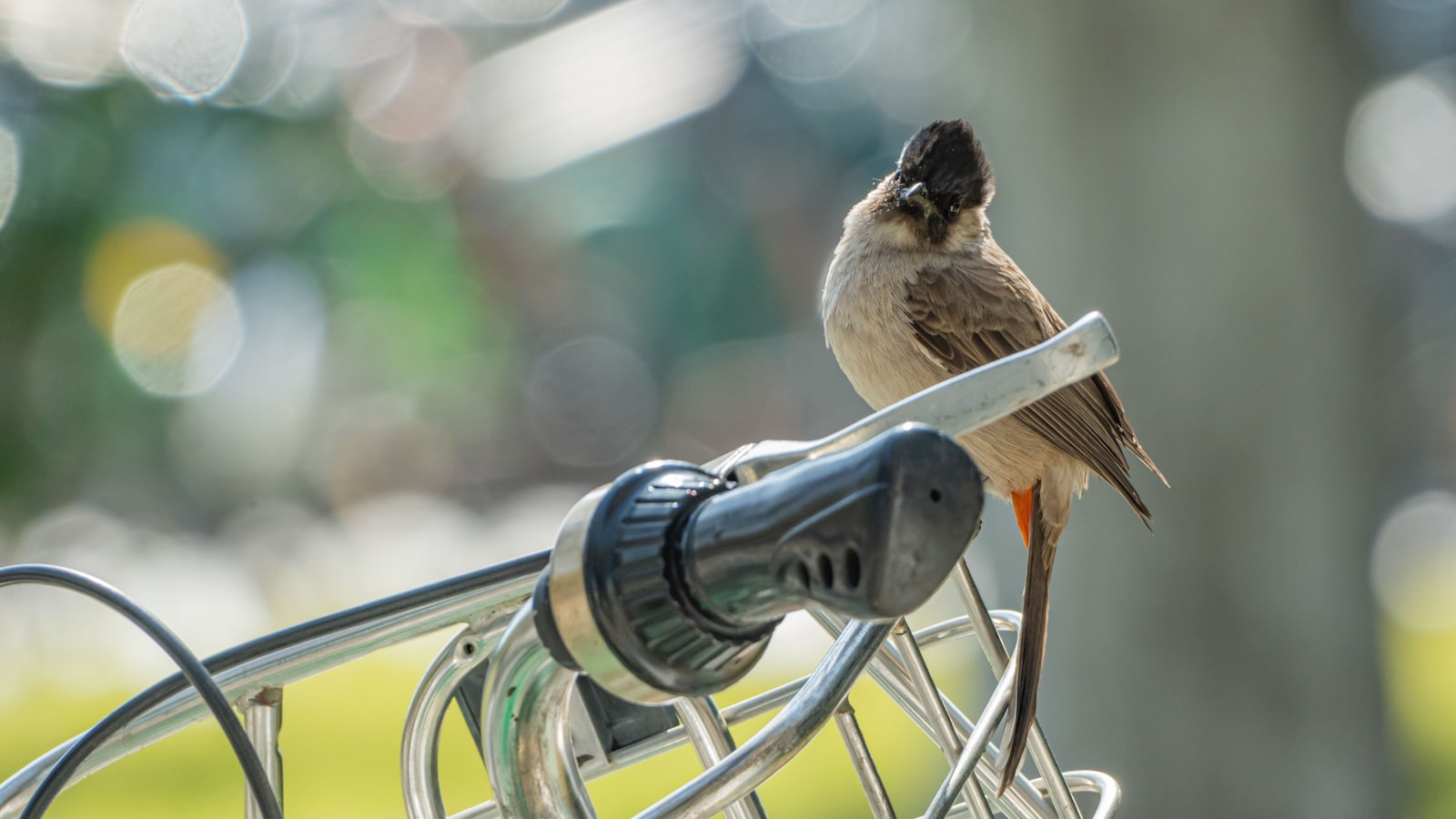 A small bird perched on a bicycle handlebar.