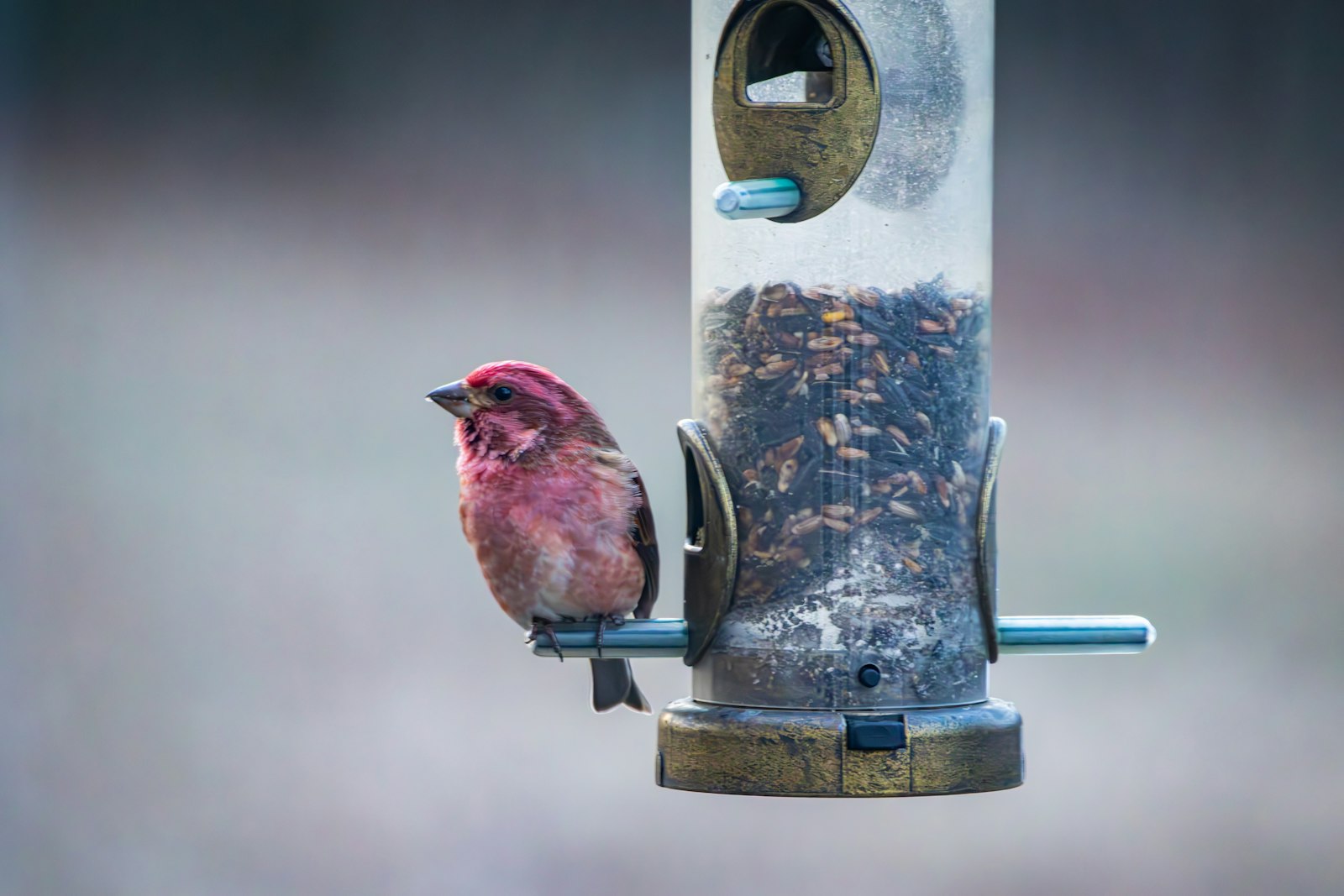 A small purple bird sits on a bird feeder.