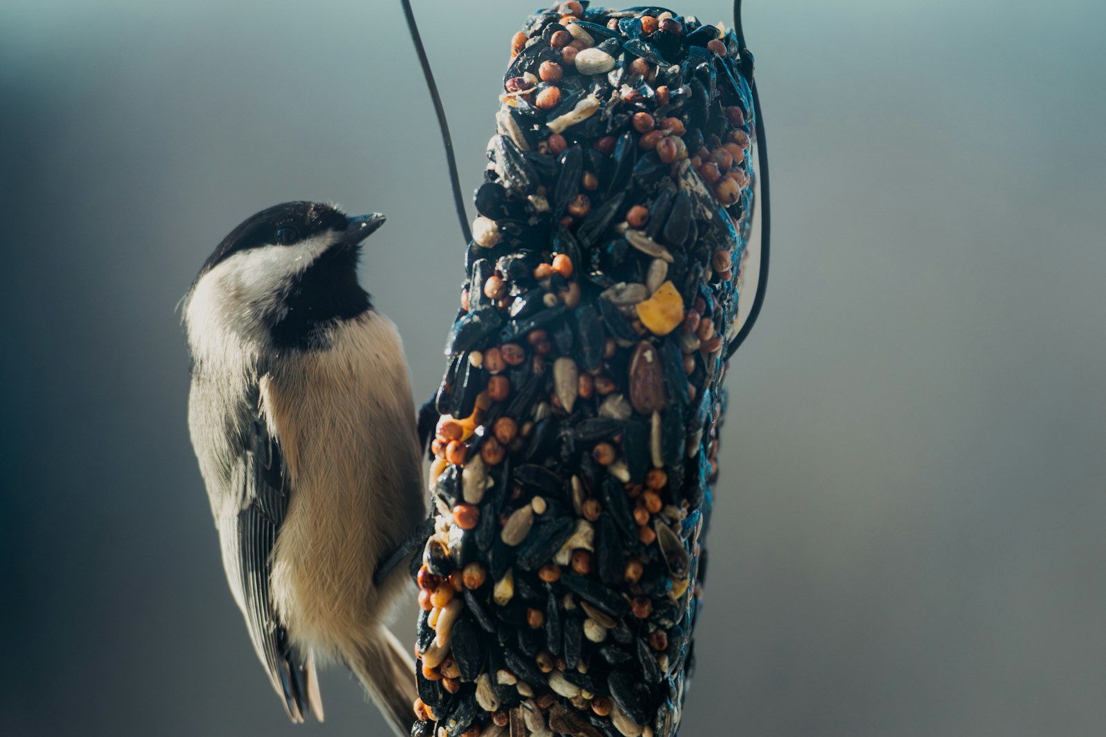 A chickadee perches on a seed feeder