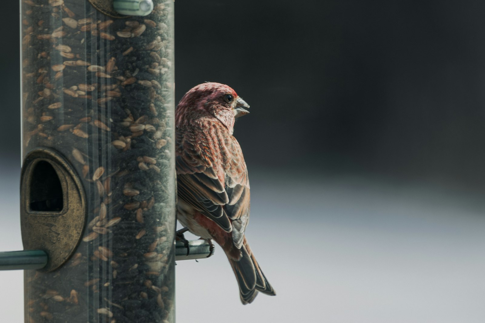 A purple finch perches on a bird feeder.