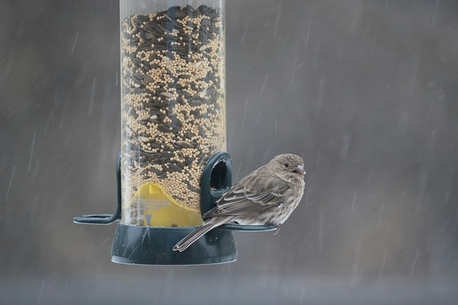 A bird sits on a feeder during a rain shower.