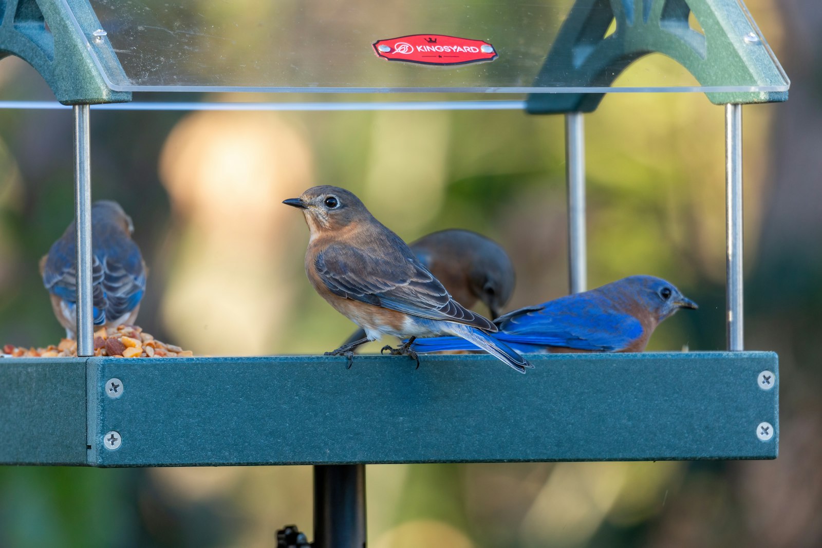 Several bluebirds perched on a bird feeder