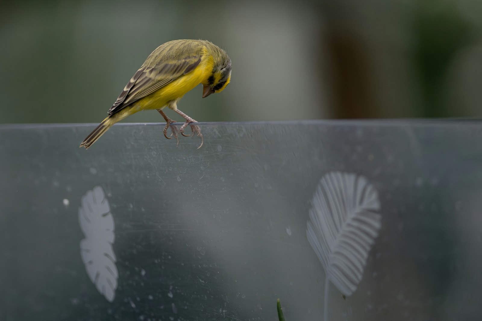 A small yellow bird perched on a glass surface.