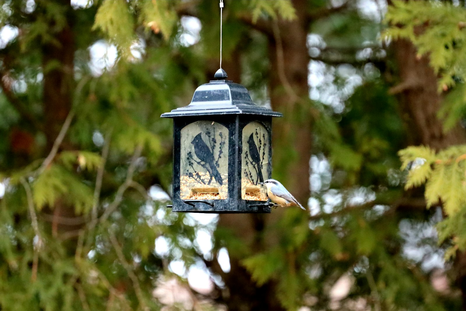 A bird eats from a hanging feeder among trees.