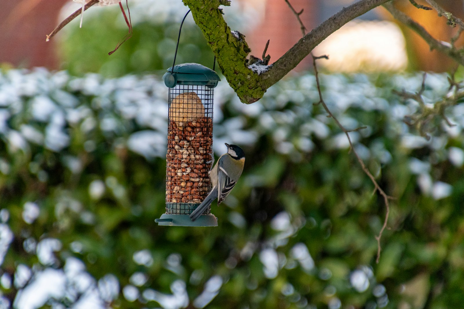 A bird eats from a hanging feeder in winter.