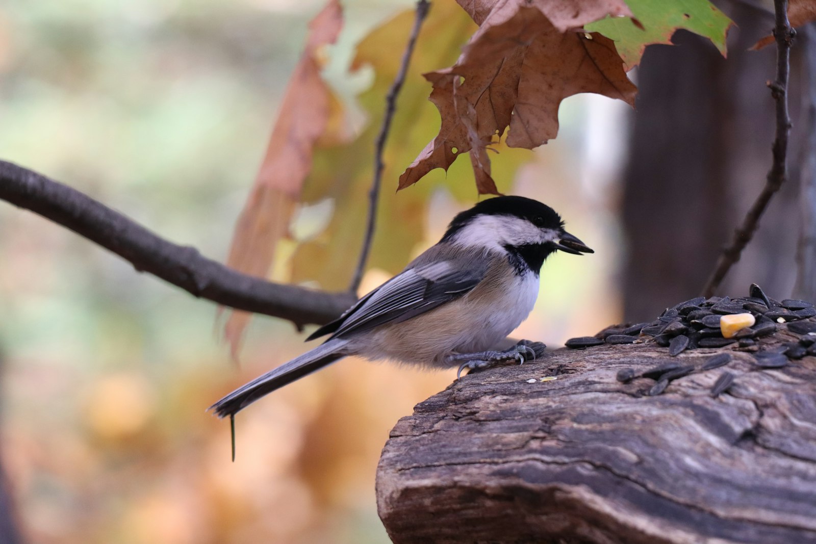A small bird eats seeds from a log.