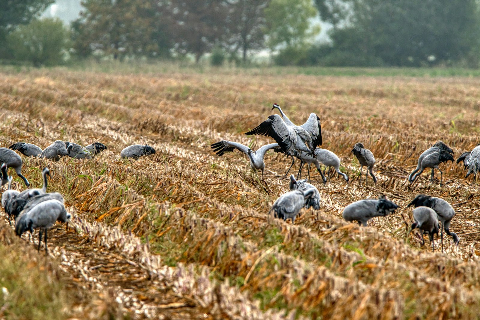 Cranes gathered in a harvested field with trees background