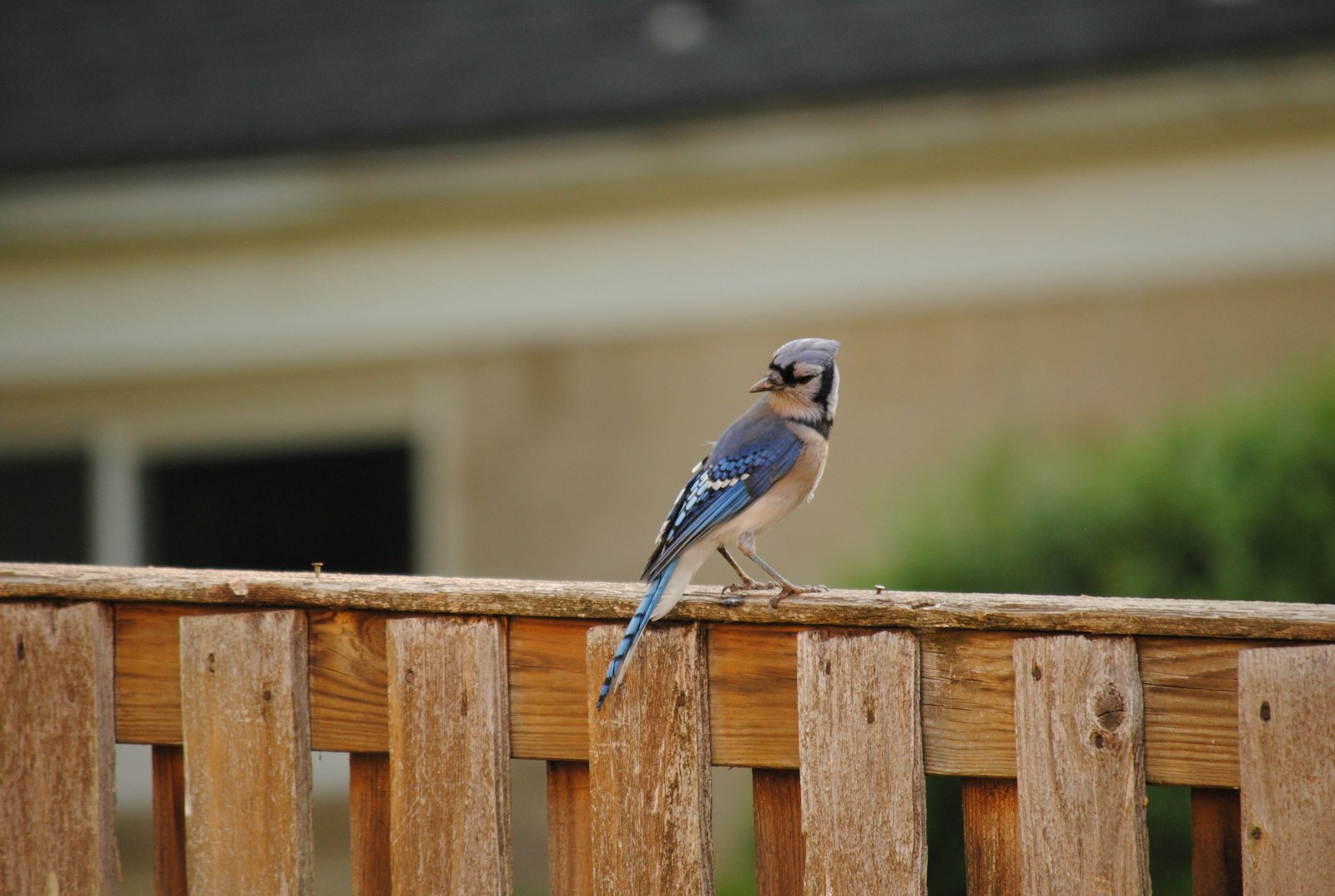 a small blue bird perched on a wooden fence