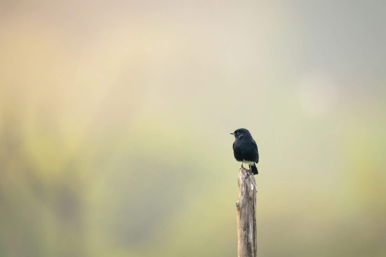 A small black bird perched on a wooden post.