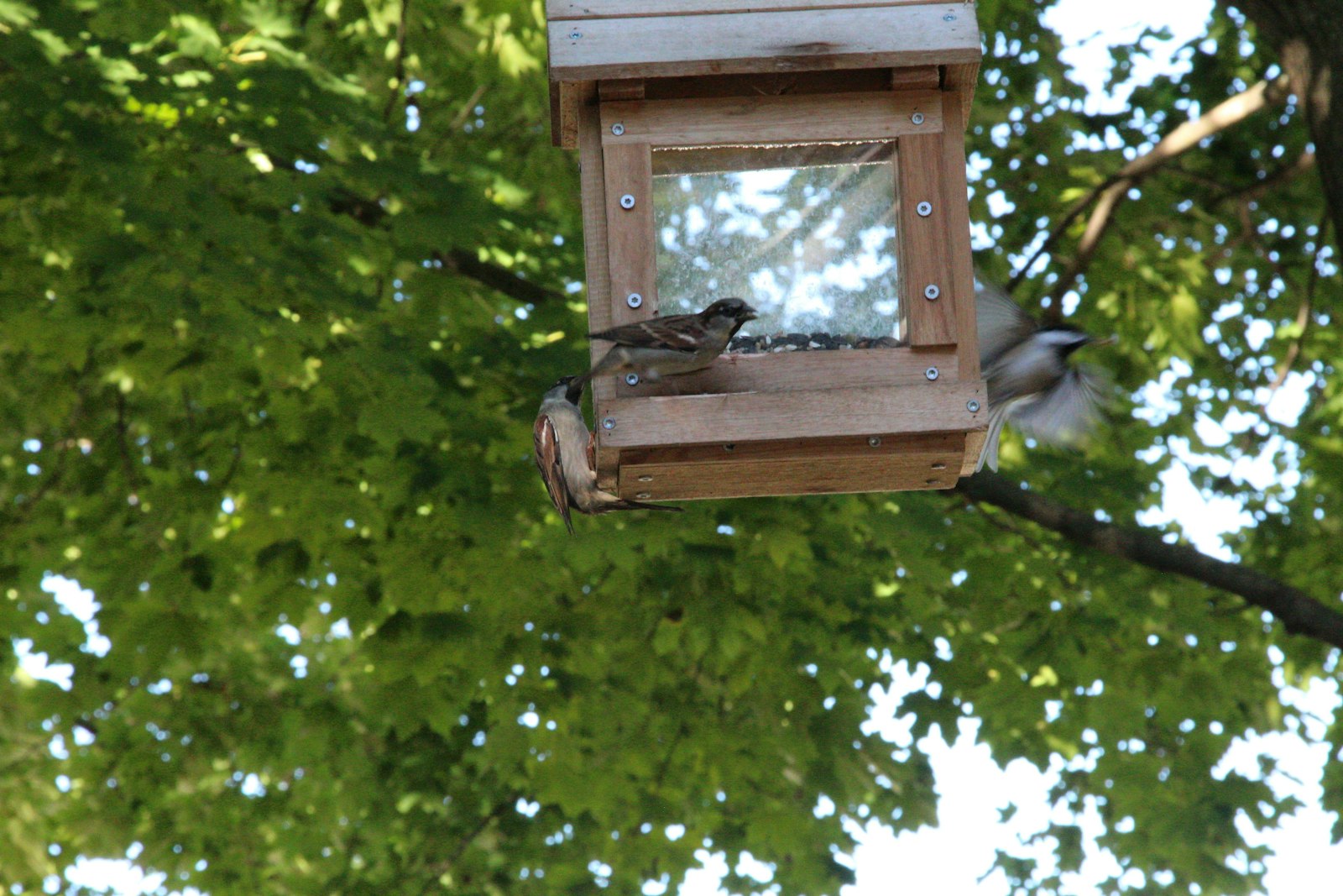 Birds eating seeds from a wooden feeder