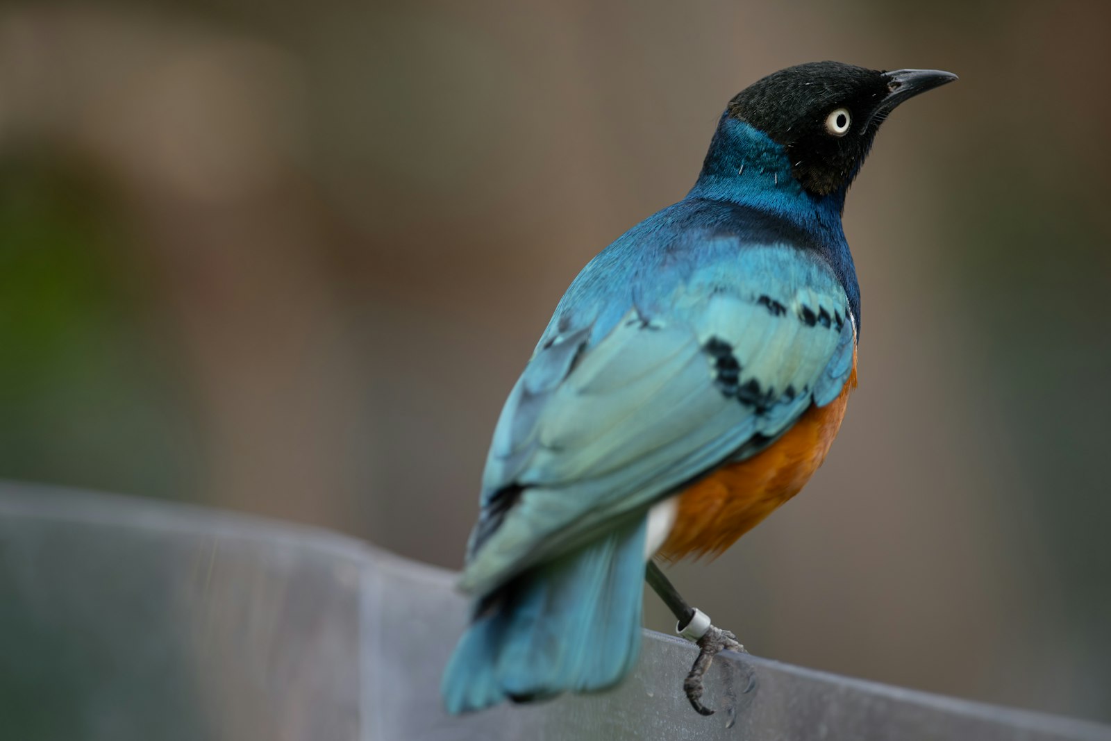 A colorful starling bird perched on a railing.