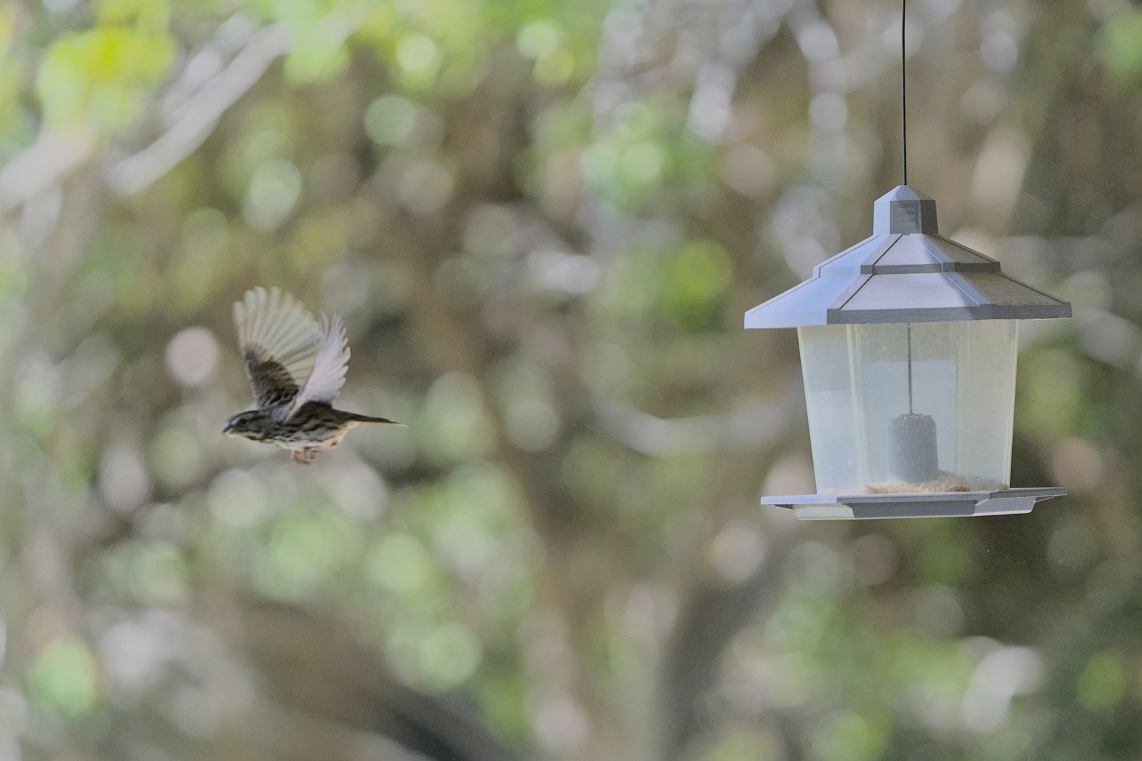 A bird flies towards a bird feeder.