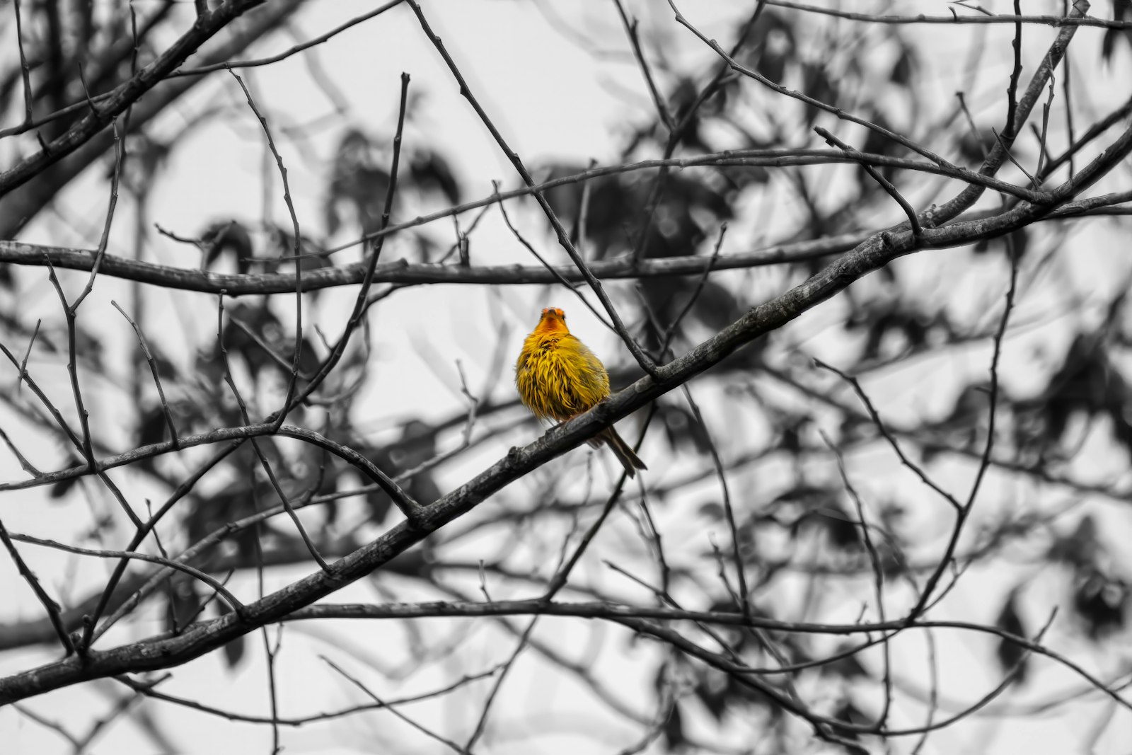 A bright yellow bird perched on a bare tree branch.