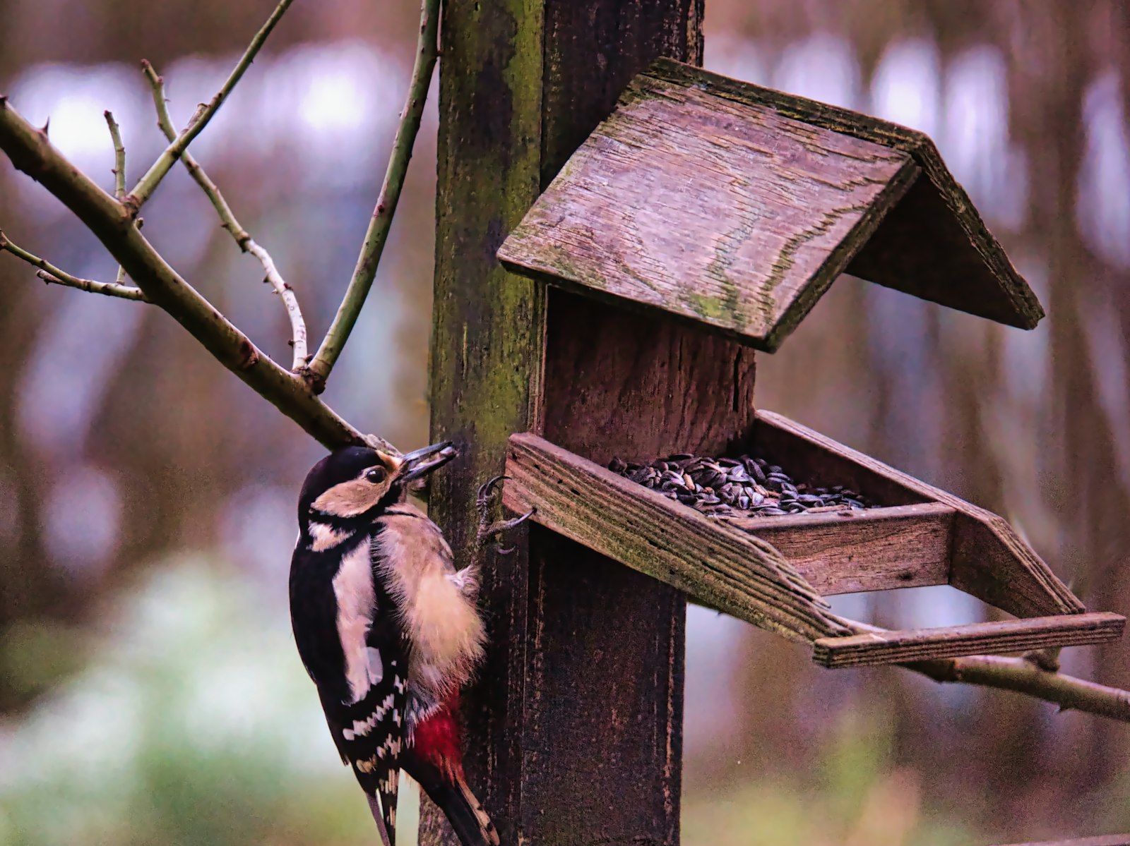 Woodpecker feeding at a wooden bird feeder