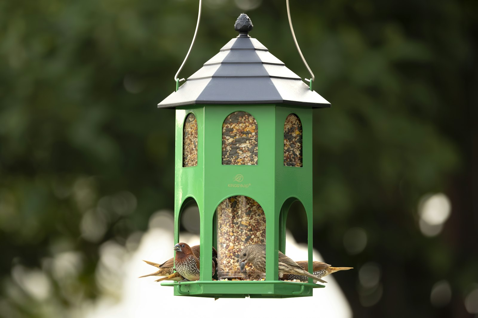 Birds eating from a green hanging bird feeder.