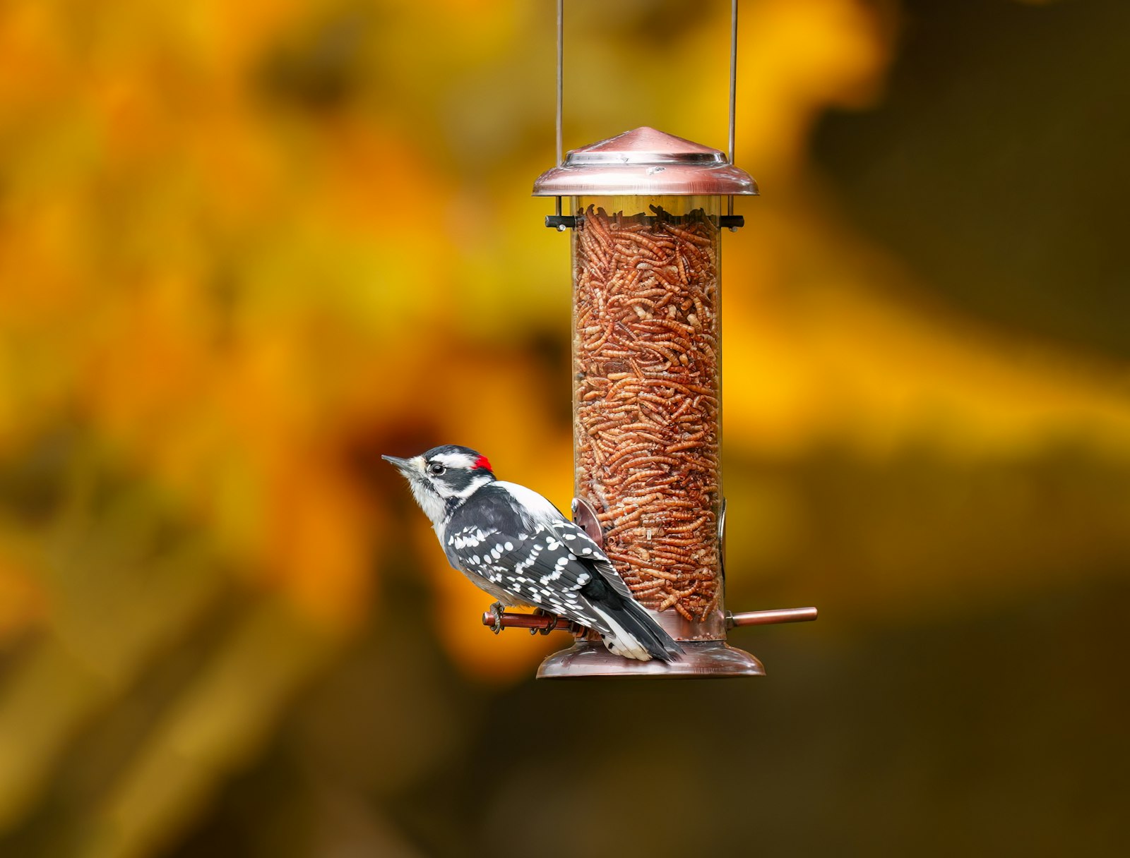 A small bird perched on a bird feeder