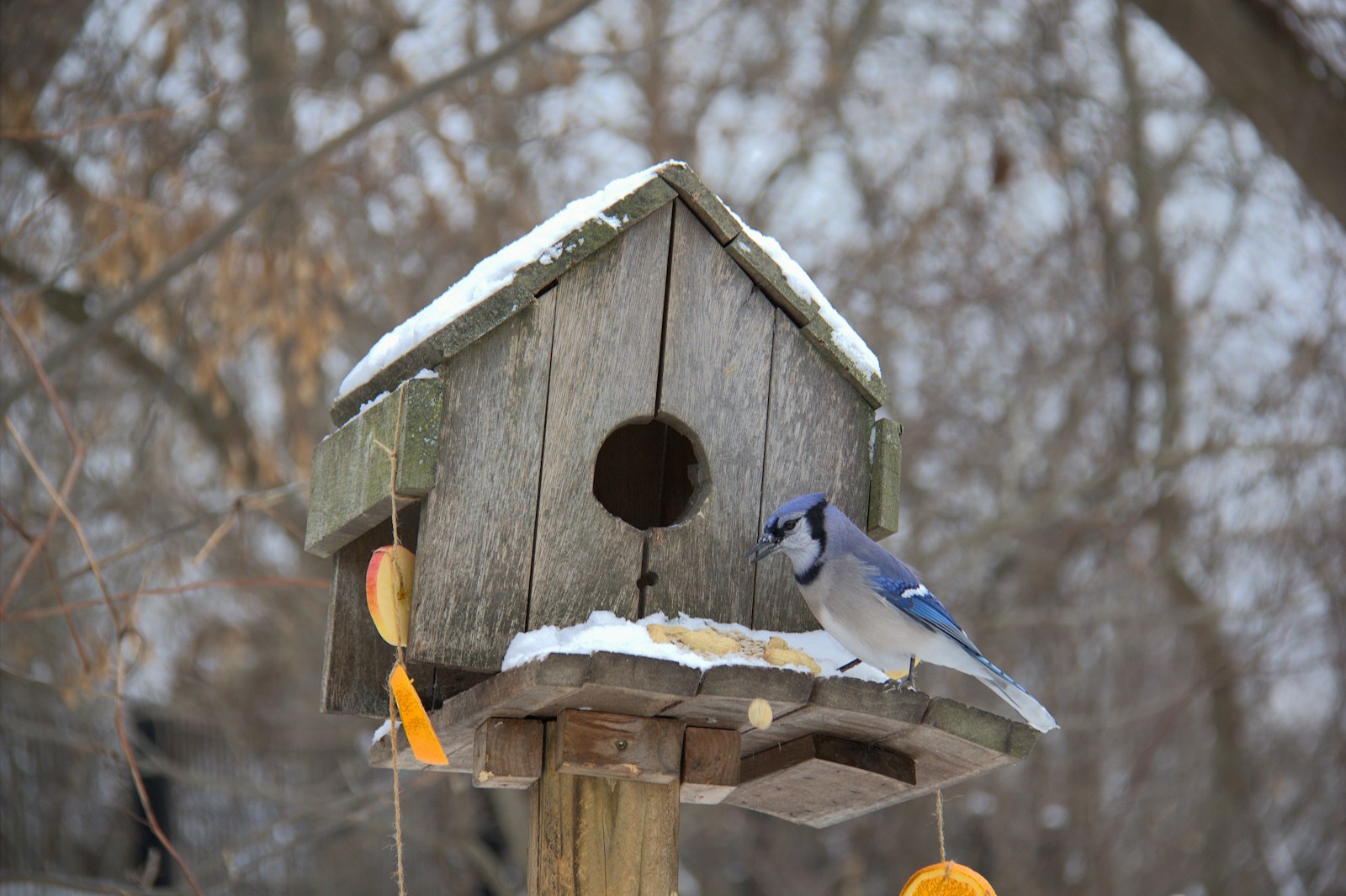 Blue jay eating from a snow-covered bird feeder.