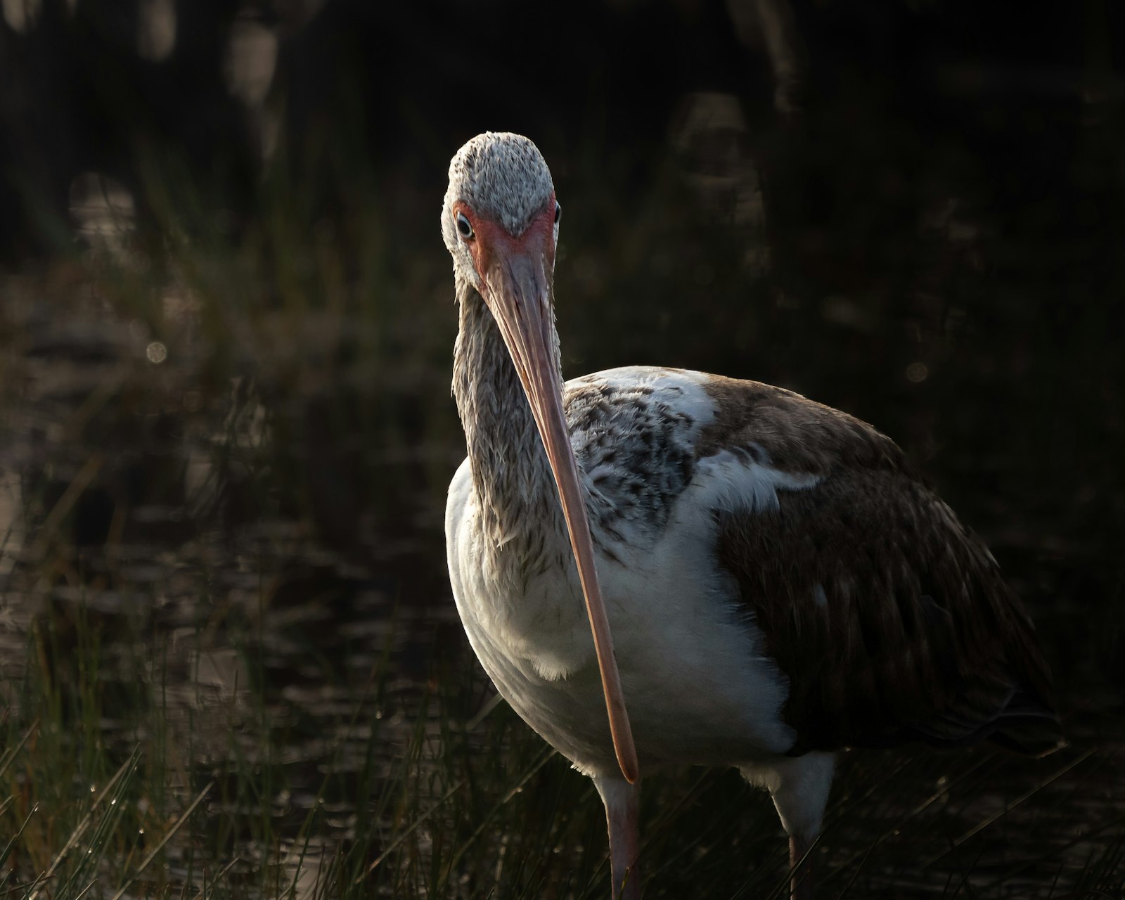 A white and brown bird with a long beak.