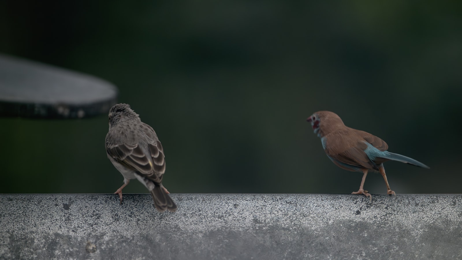 Two small birds perched on a concrete ledge
