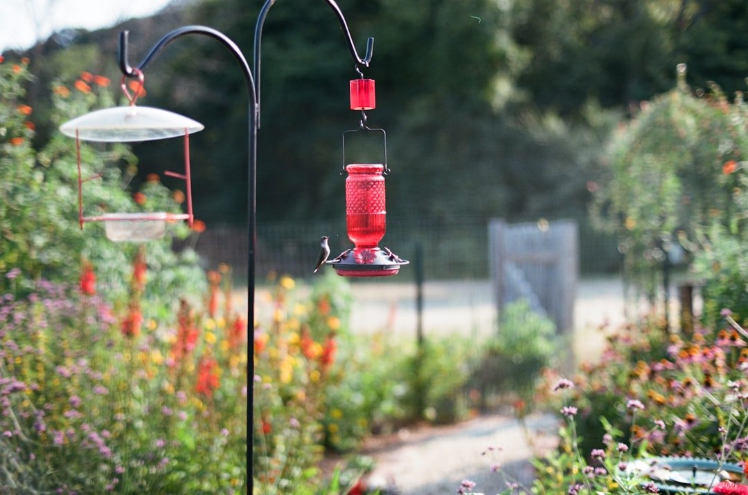 The Ultimate Guide to Choosing the Right Bird Feeder for Your Yard