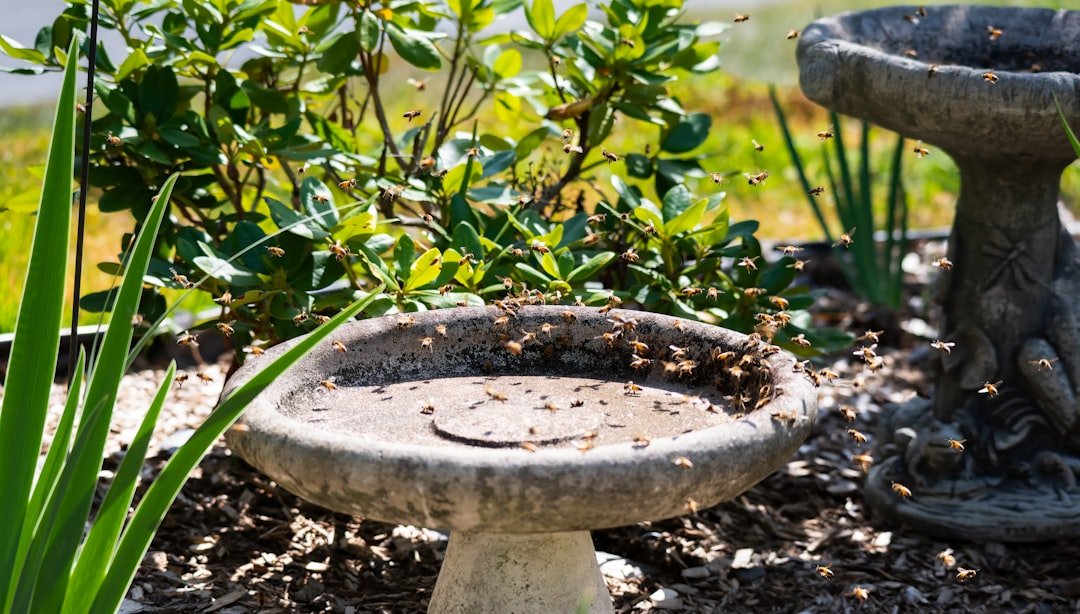 Summer Birding Essentials: Keeping Your Flock Cool and Hydrated