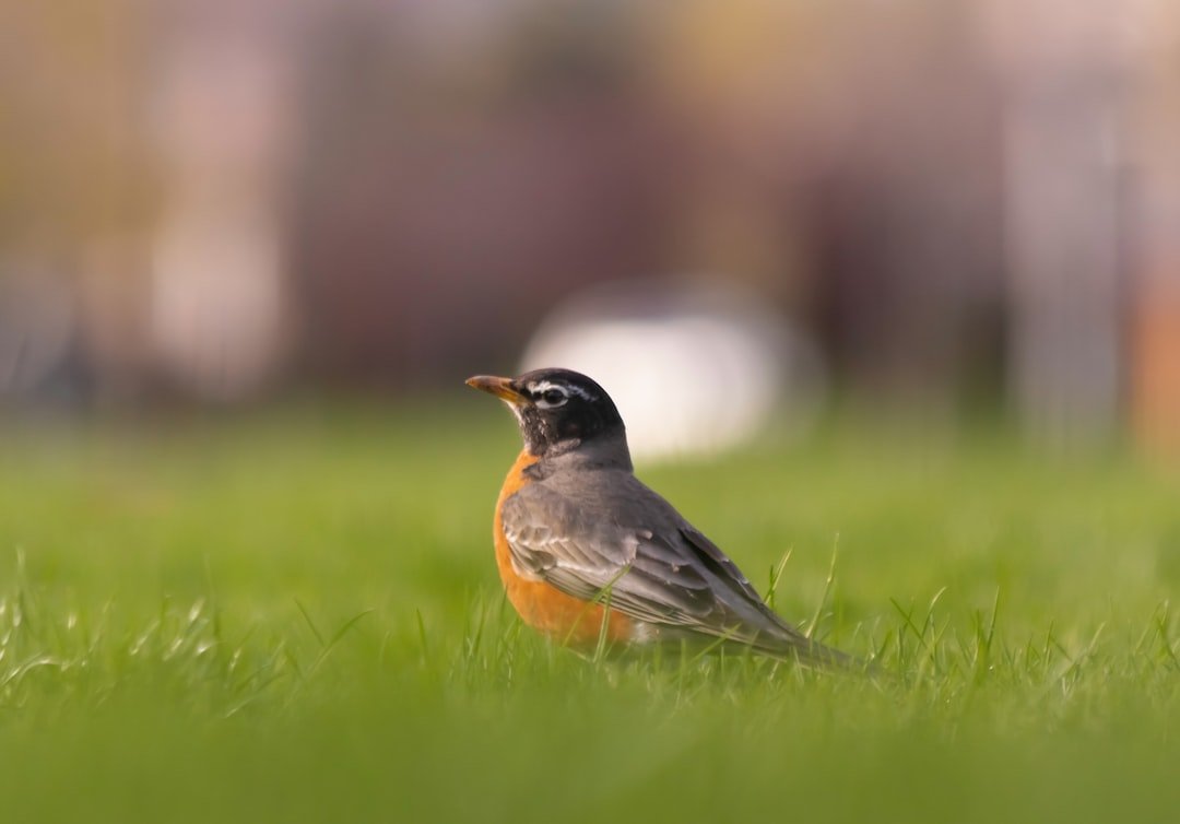 Spotlight on the American Robin: Welcoming These Familiar Friends