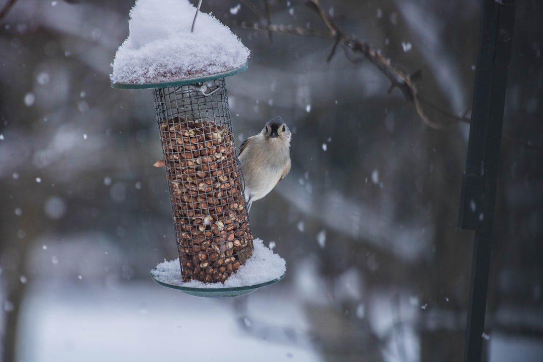 Beginner's Guide: What to Expect When You Start Bird Feeding