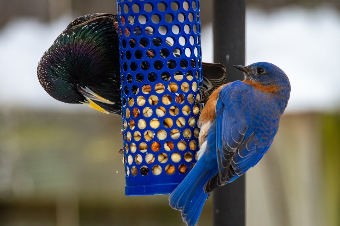 Beyond Seeds: Exploring Mealworms and Other High-Protein Treats for Birds