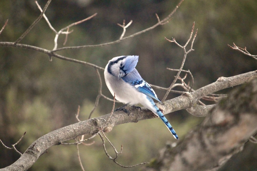 Spotlight on the Blue Jay: Understanding These Intelligent Corvid Visitors