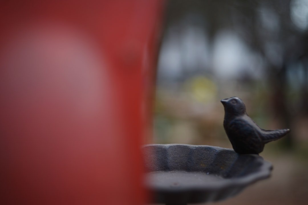 The Art of the Bird Bath: Placement, Cleaning, and Seasonal Care
