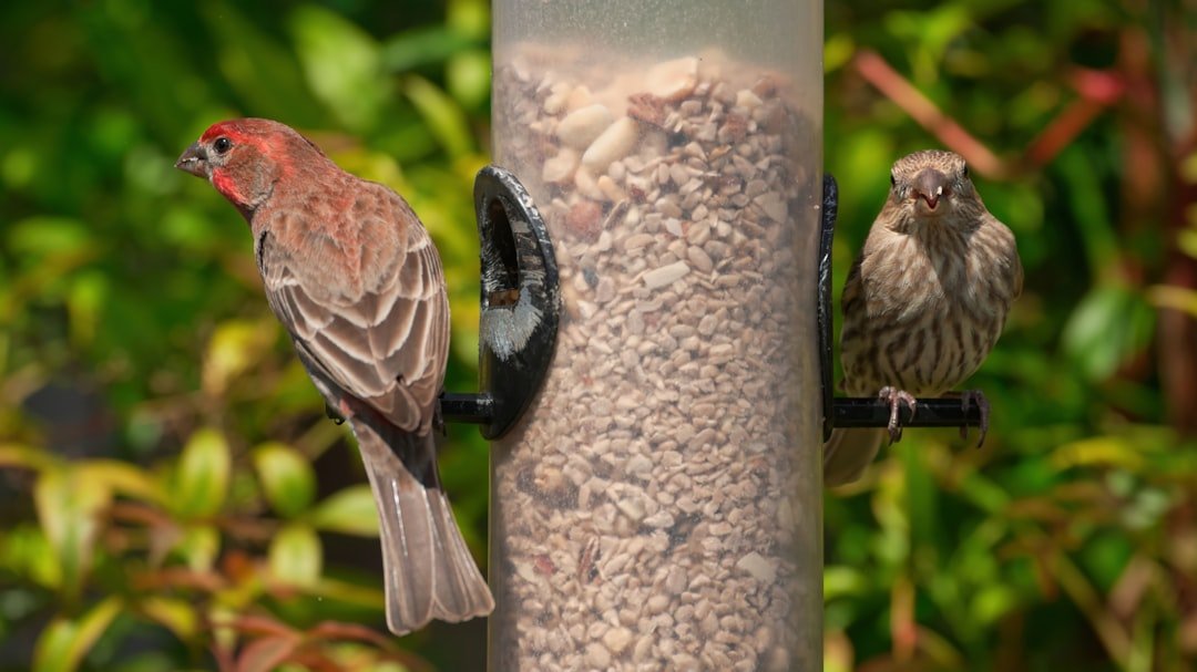 Spotlight on the House Finch: Attracting These Common Visitors