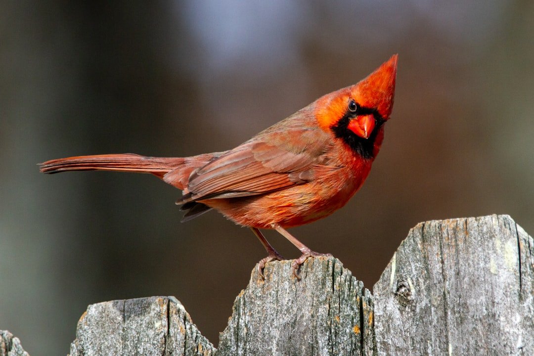 A Beginner's Guide to Identifying Common Backyard Birds
