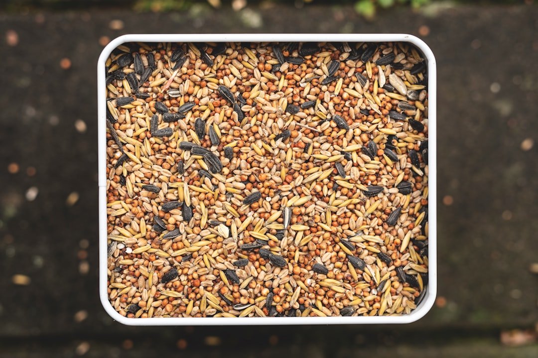 Beyond the Basics: Understanding Different Types of Birdseed