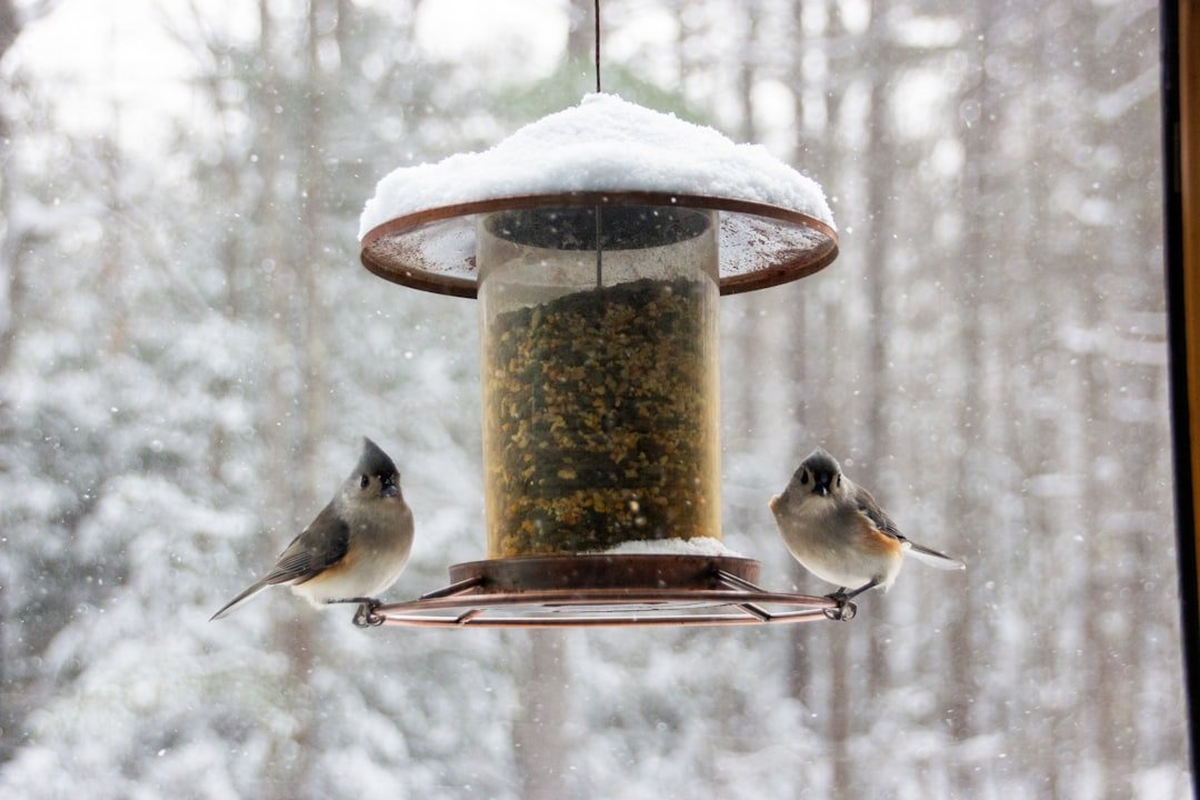 Winter Wonders: Preparing Your Bird Feeders for the Cold Months