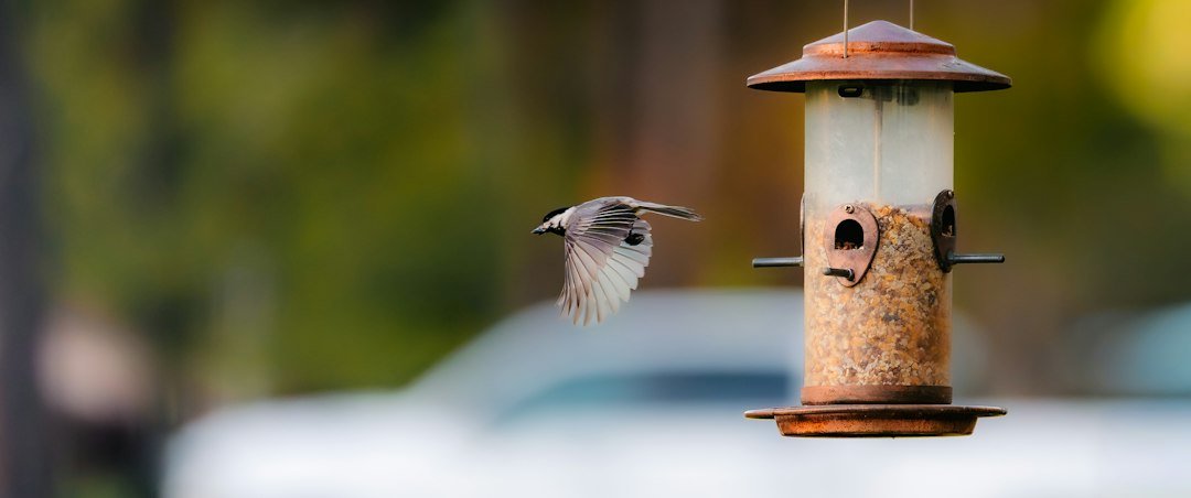 Spotlight on the Chickadee: Attracting These Cheerful Little Birds