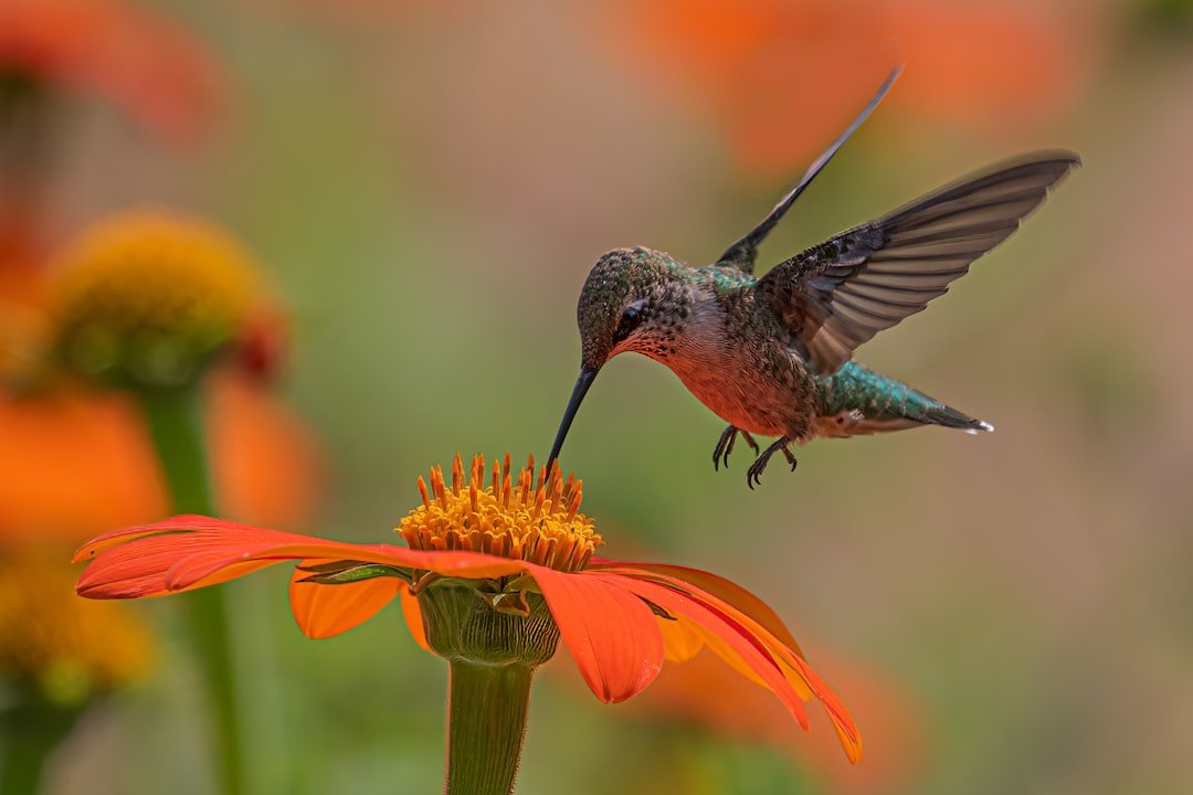 Attracting Hummingbirds: Nectar Recipes and Feeder Care