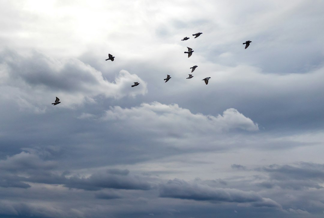 Understanding Bird Migration: What to See in Spring and Fall