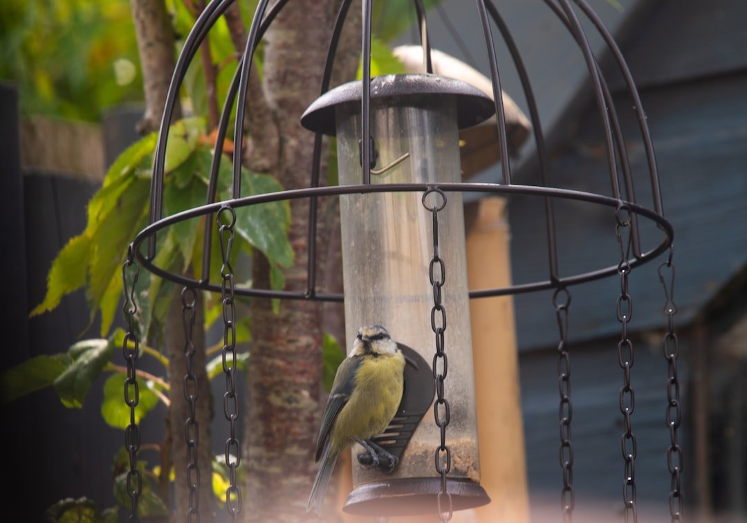 Bird Feeder Placement Strategies for Maximum Bird Attraction
