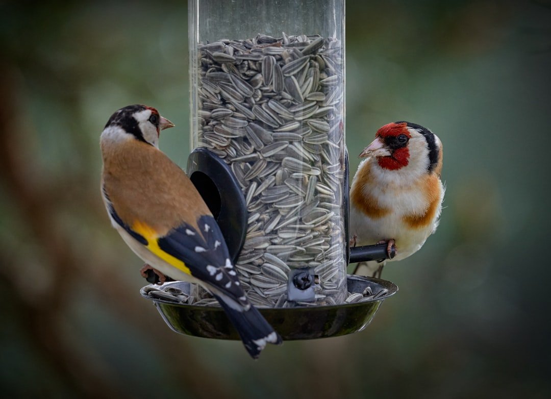 What are 'Seed Hoppers' and Why Birds Love Them