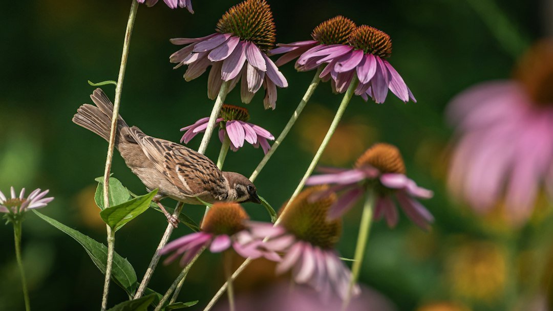 Creating a Bird-Friendly Habitat: Beyond Just Feeders
