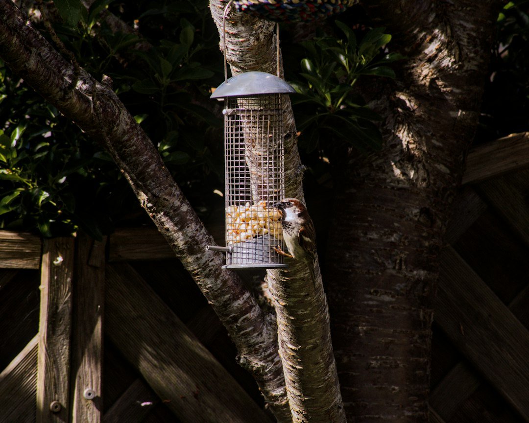 The Benefits of a Mixed Birdseed Blend: What's in the Bag?
