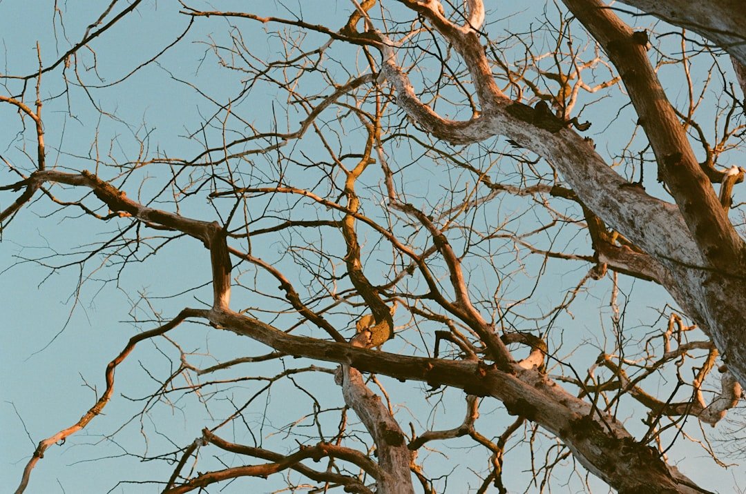The Fascinating World of Bird Song: A Beginner's Guide